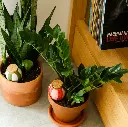 Carré-reserve-eau-plantes-interieur.webp