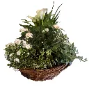 IMG_5516.webp