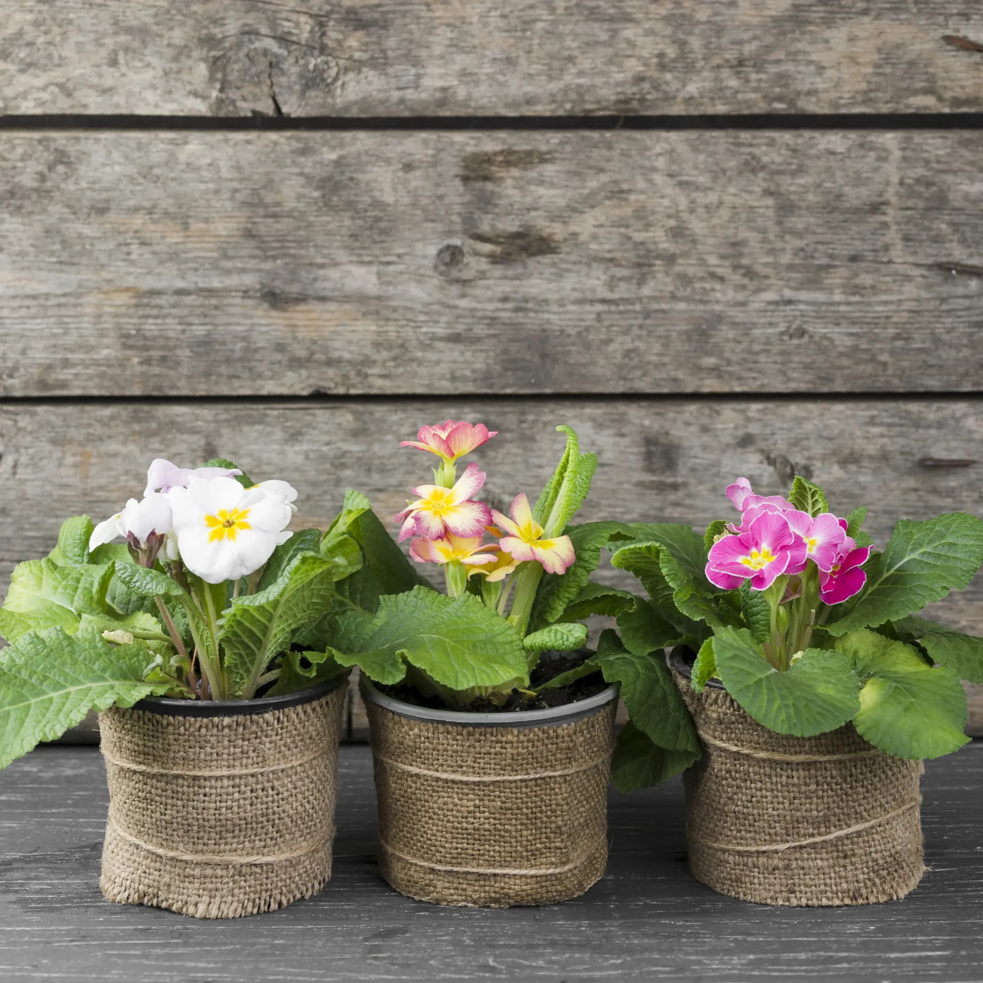 [Atelier 15/03 jardin] Atelier "Jardin d'extérieur" Dimanche 15 mars, 16h30